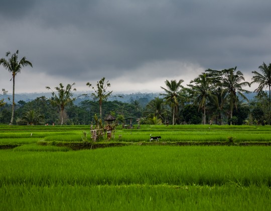 Arrozales en Lombok